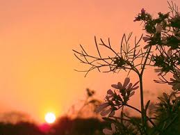 পড়ন্ত বেলায়