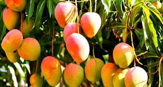 আমের হাসি