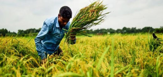 ধান কাটার মওসুম