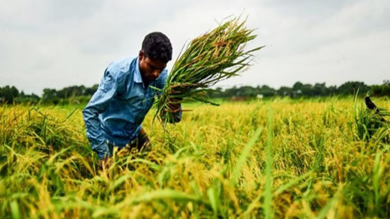 ধান কাটার মওসুম