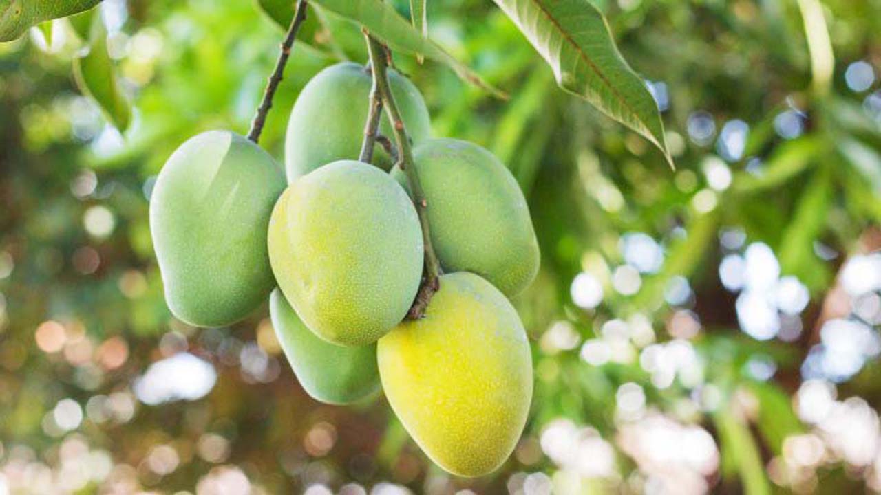 আম কুড়ানোর সুখ