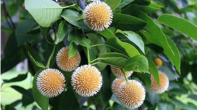 আষাঢ়ের আগমন