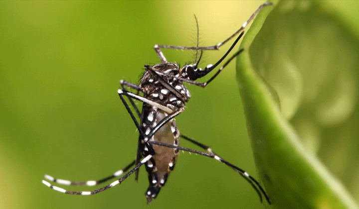 প্রাকৃতিক উপায়ে মশা তাড়ানোর উপায়