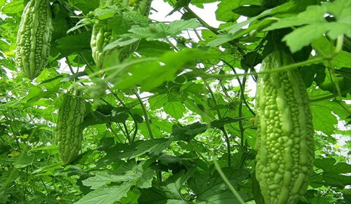 করলার গুণ