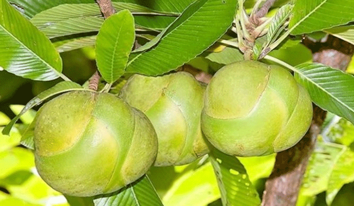 চালতার যত গুণ