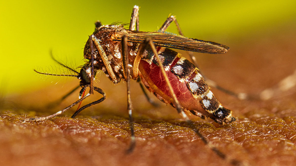 ডেঙ্গু সম্পর্কে সচেতন হওয়ার বিকল্প নেই