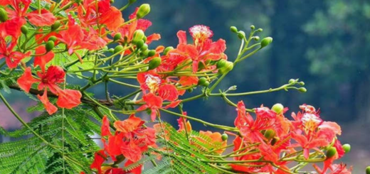 পুষ্পের ভাষা
