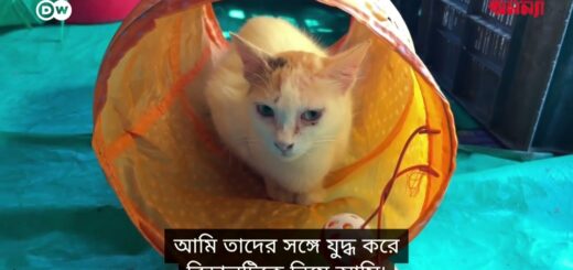 কুকুর-বিড়ালের জন্য হৃদির আশ্রয়কেন্দ্র | Anannya | DW