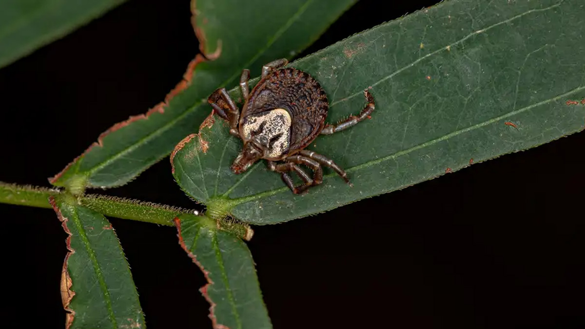 টিক্স পোকাবাহিত নতুন ভাইরাস নিয়ে দুশ্চিন্তা