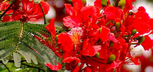 ফাগুন রঙ মেখে