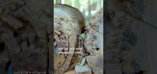 কেন চড়ুইদের সুরক্ষা প্রয়োজন?