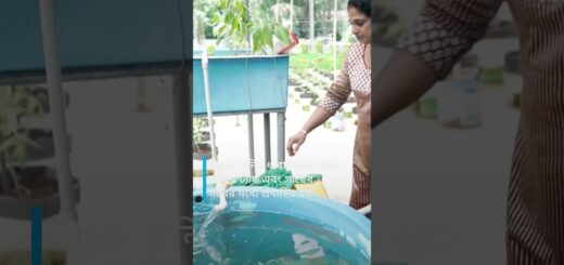 একোয়াপনিক্স: সহজ এবং টেকসই কৃষি