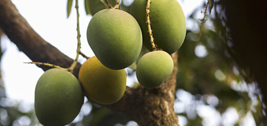 আমের যত কথা