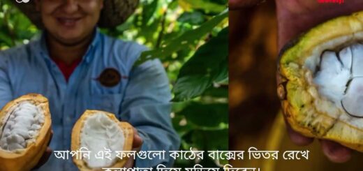 কিভাবে সুইস চকলেট তৈরি হয় | DW | Anannya | Food