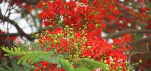 কৃষ্ণচূড়া