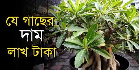 লাখ টাকার গাছ!| National Tree Fair | Bonshai