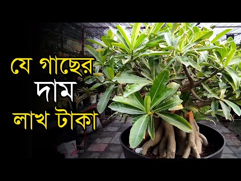 লাখ টাকার গাছ!| National Tree Fair | Bonshai