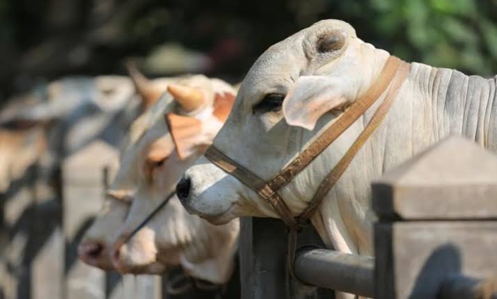 বকরি ঈদ থেকে কোরবানির ঈদ