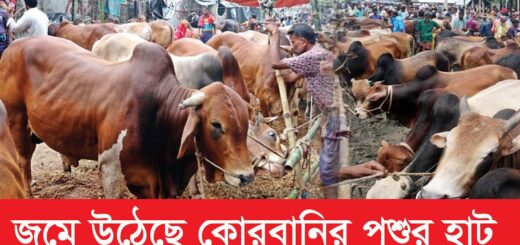 জমে উঠেছে কোরবানির পশুর হাট | Qurbani Cow | Cow Haat | Anannya Magazine -অনন্যা