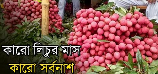 লিচুর নাম আগুন! কামড়ে কামড়ে মিষ্টি! | Lychee price