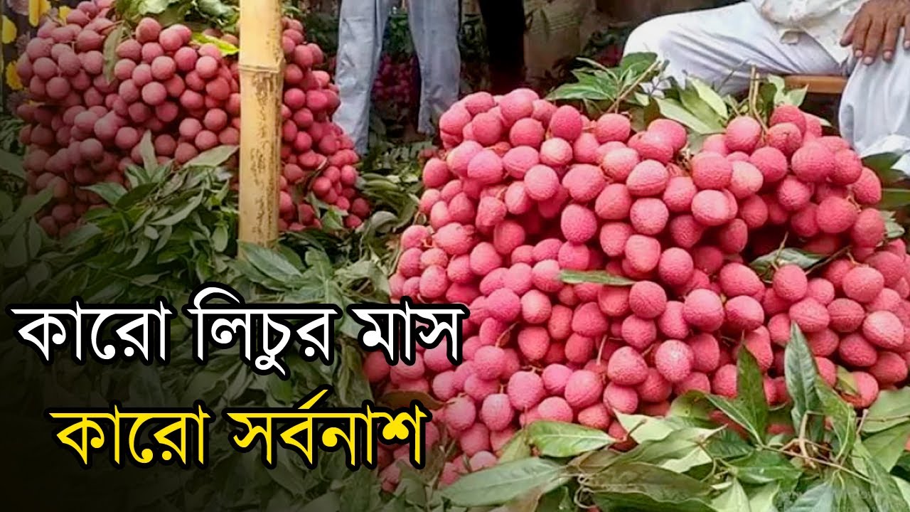 লিচুর নাম আগুন! কামড়ে কামড়ে মিষ্টি! | Lychee price
