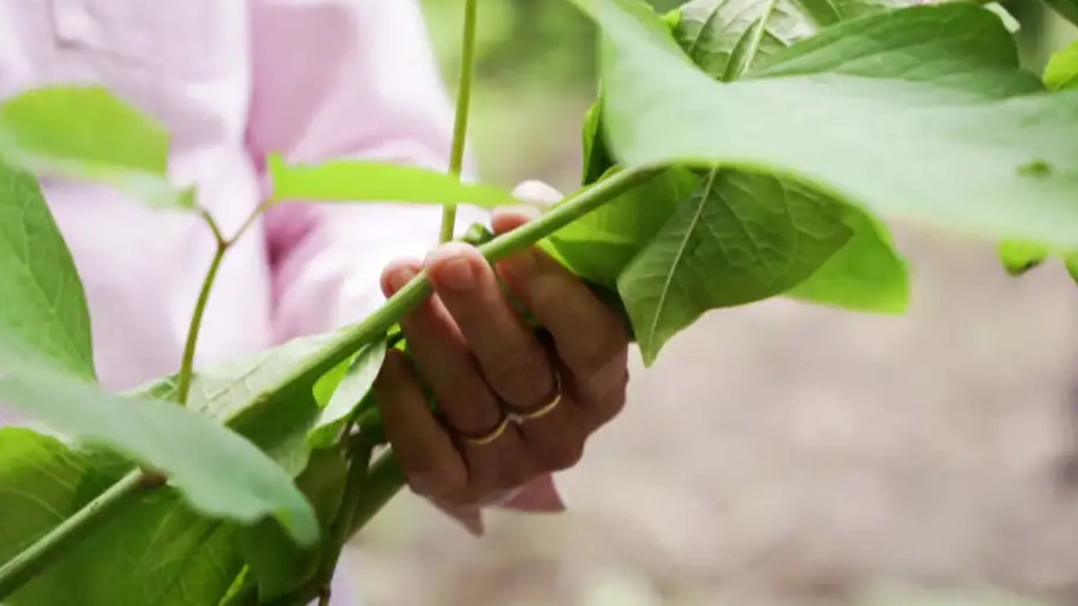 ‘ক্ষতিকর’ গাছ ভালো কাজে ব্যবহার