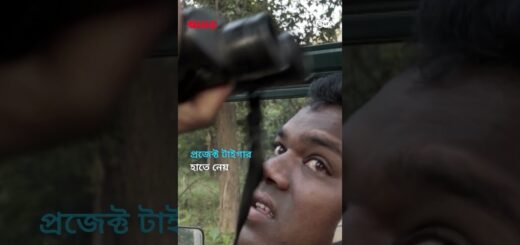 ভারতে বিপন্ন বাঘের সুরক্ষা