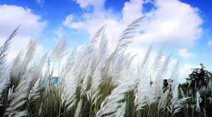 শরতের শুভ্রতা