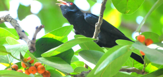 বসন্তের গরমে কোকিলের হাঁসফাঁস