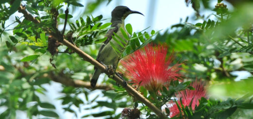 বর্ষার মেঘশিরিষ