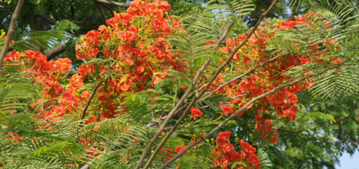 প্রকৃতি এখন বর্ণিল