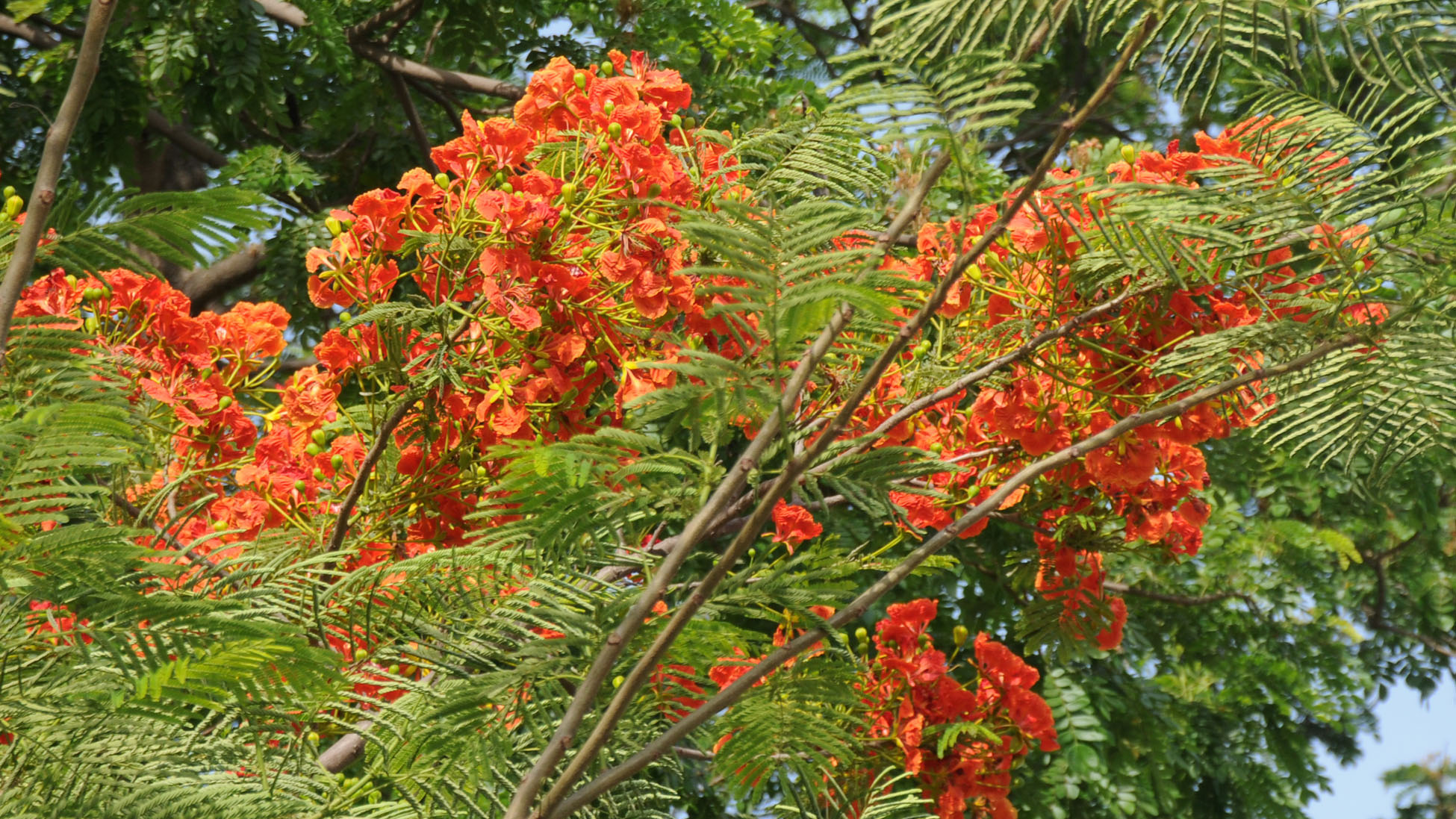প্রকৃতি এখন বর্ণিল