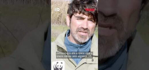 ইউরোপের বৃহত্তম জলাভূমি রক্ষায় স্পেনে বিশাল কর্মযজ্ঞ | Anannya | DW