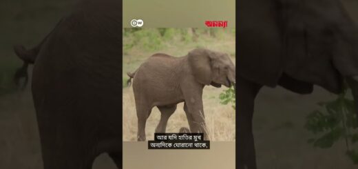 হাতিরা যেভাবে সম্ভাষণ জানায় | Anannya | DW