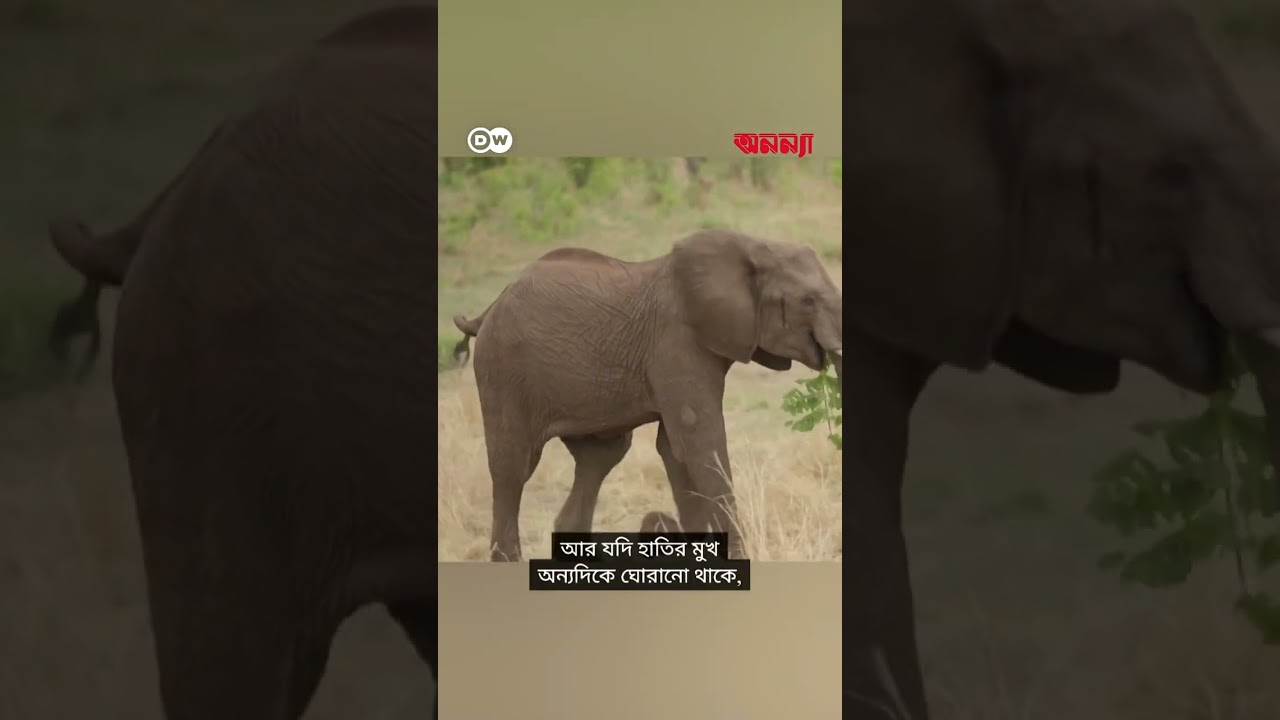 হাতিরা যেভাবে সম্ভাষণ জানায় | Anannya | DW
