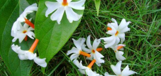 শিউলীর ঘ্রাণ