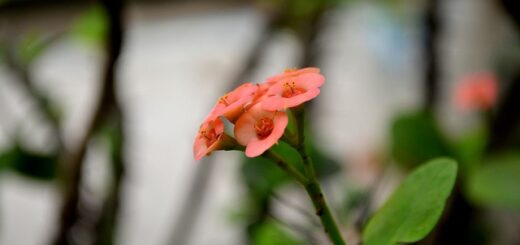 বুনো ফুল