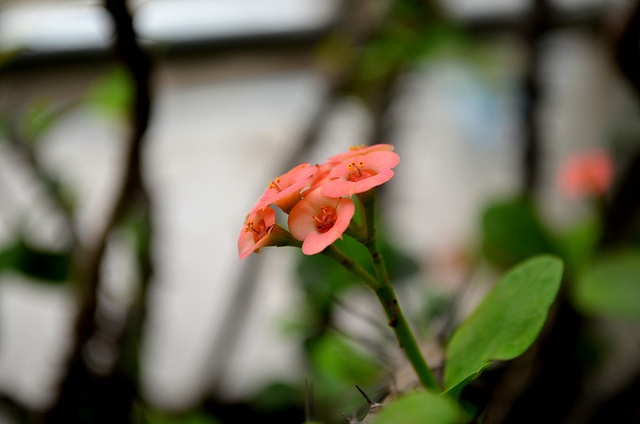 বুনো ফুল