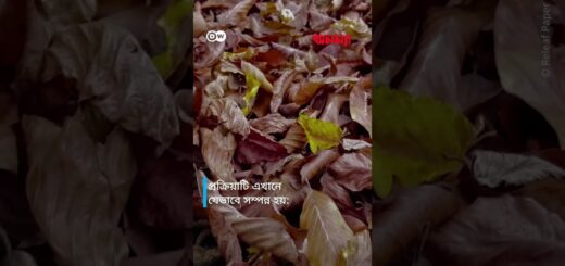 গাছ নয় ঝরা পাতা থেকেই পরিবেশবান্ধব কাগজের ব্যাগ | Anannya | DW