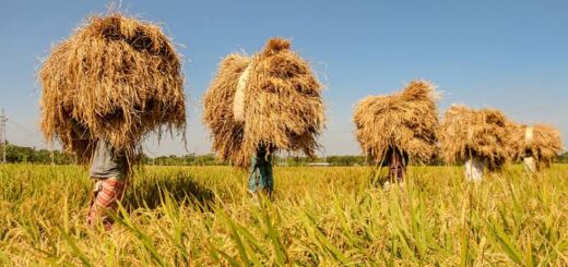হেমন্তের হৈমন্তী