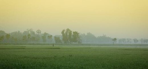 হেমন্তের রূপ মাধুরী