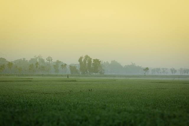 হেমন্তের রূপ মাধুরী