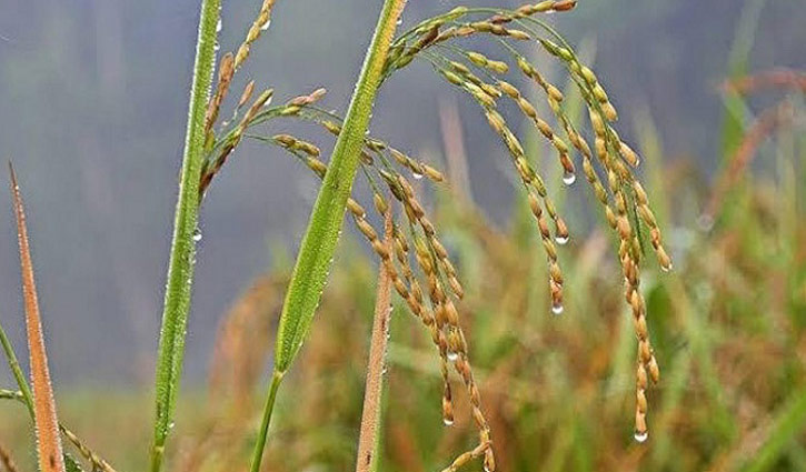 আমনের মরসুমে