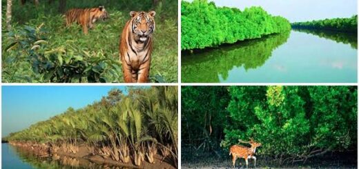এই শীতে সুন্দরবন ভ্রমণ করবেন যেভাবে