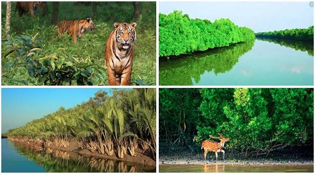 এই শীতে সুন্দরবন ভ্রমণ করবেন যেভাবে