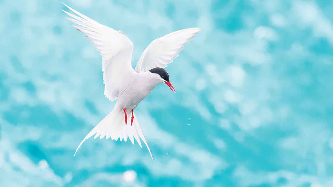 অতিথি পাখি