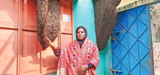 মৌমাছির ভালোবাসায় হিরামণির জীবন