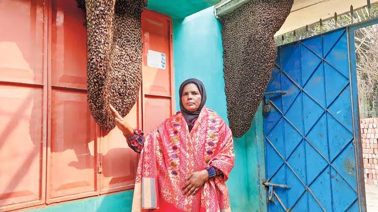 মৌমাছির ভালোবাসায় হিরামণির জীবন