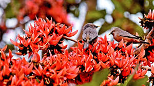 রঙিন বসন্ত