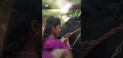 ছোট বালিকাদের যত্নেই বড় হচ্ছে লড়াকু ষাঁড় | Anannya | DW